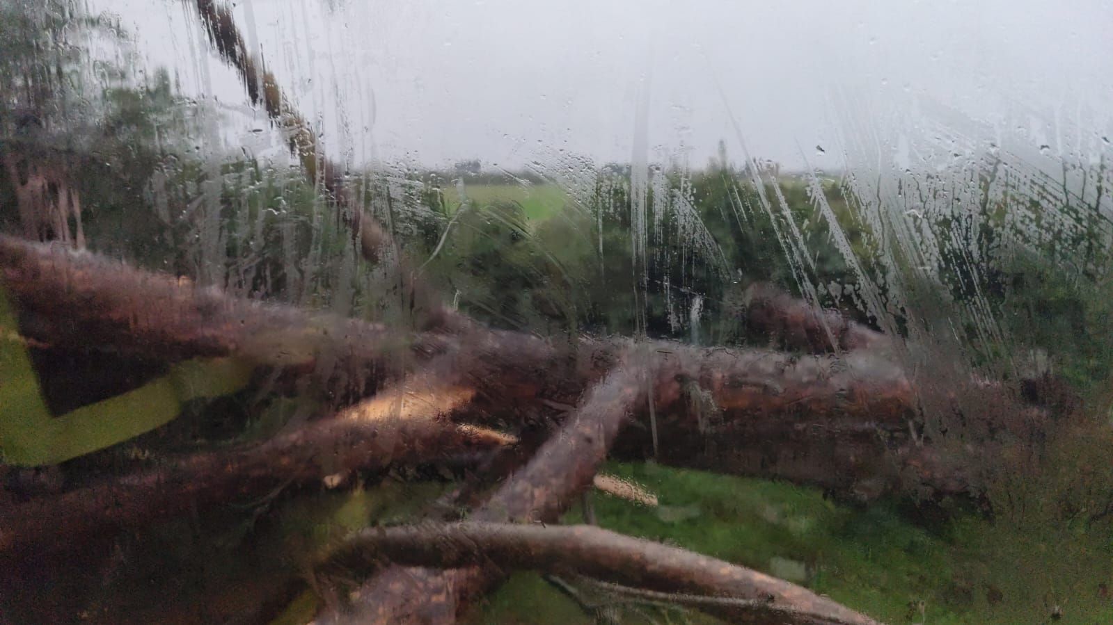 Árbol caído sobre las vías del tren de media distancia con destino Utrera (Sevilla)