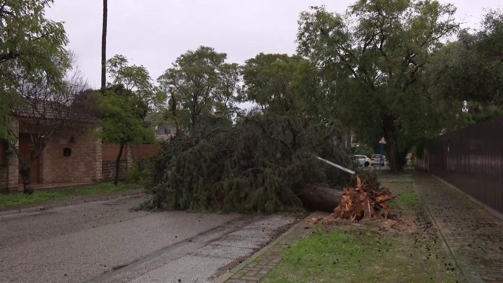 Las devastadoras consecuencias del viento en Sevilla: árboles desplomados y placas solares sueltas