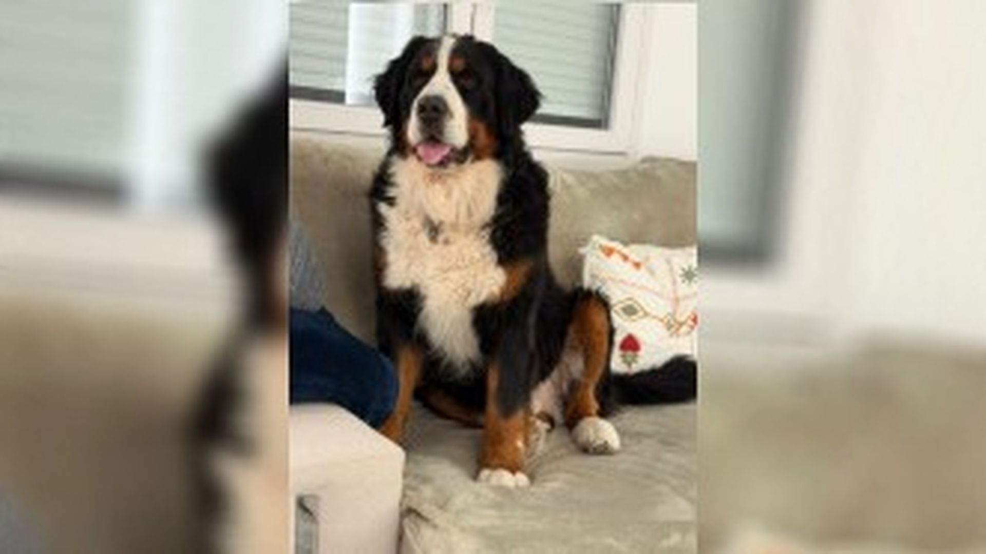 Se busca a Cairo, un perro que ha desaparecido en Granada y que necesita medicación: "Estamos muy preocupados"