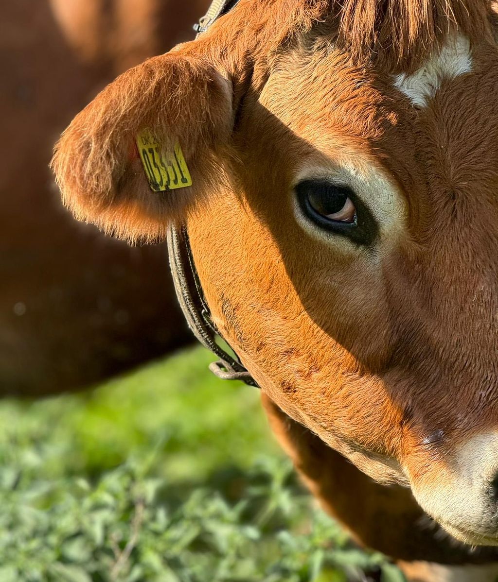 Una de sus vacas de raza Jersey pastando en libertad