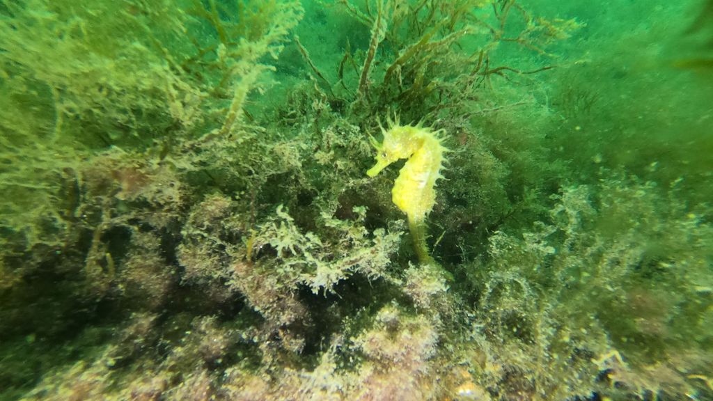 El Puerto de Vigo creará arrecifes artificiales que sirvan como refugio para los caballitos de mar.