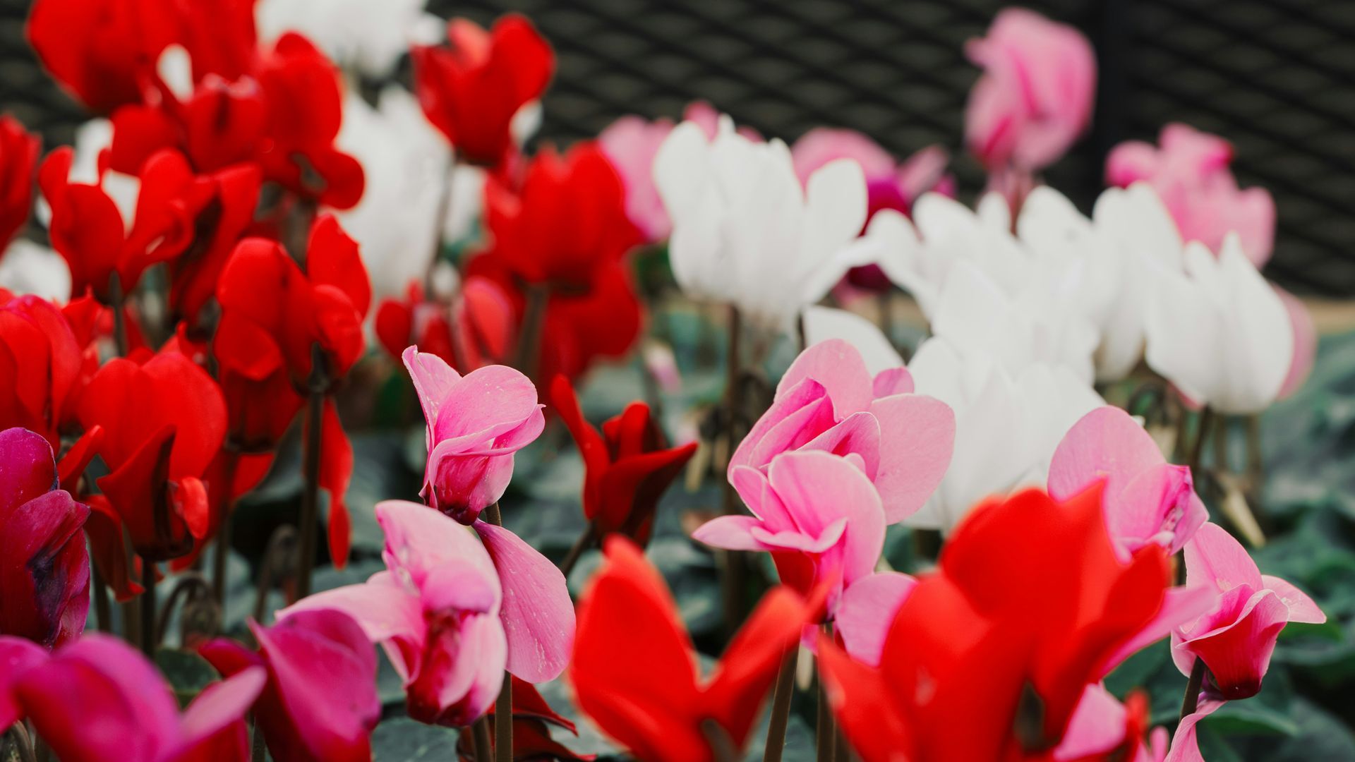 flores invierno cyclamen unsplash