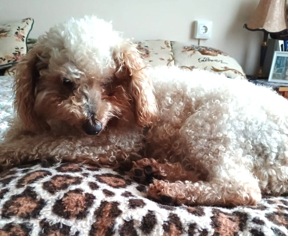 Lourdes pide ayuda para encontrar a "Pelusa", su perra perdida desde la semana pasada en Santiago