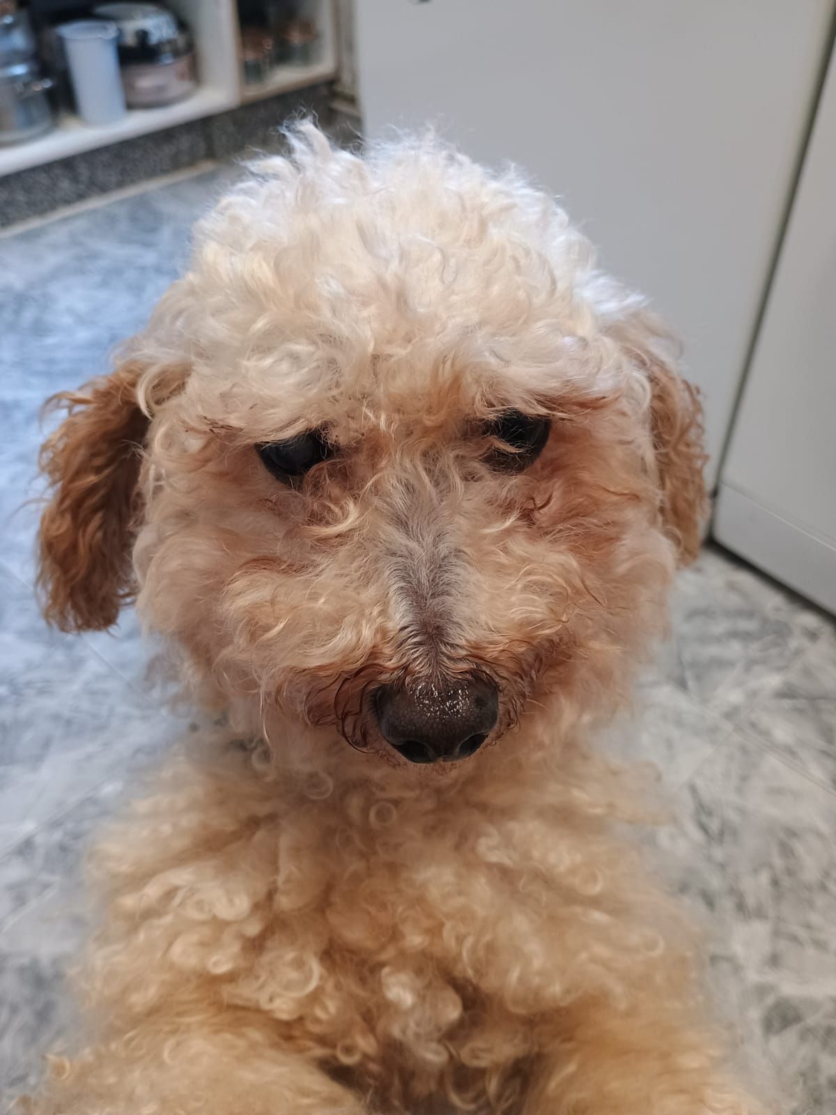 Piden ayuda para encontrar a Pelusa, una perra perdida en Santiago