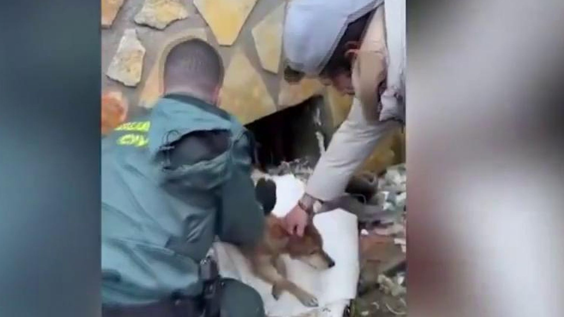 Rescatan a varios perros que quedaron atrapados en un sótano