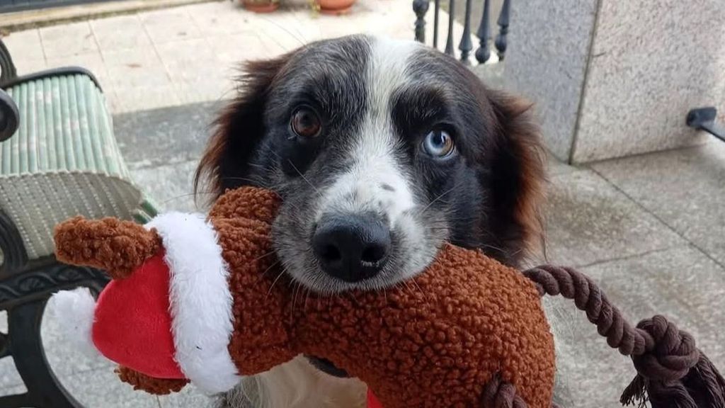 Una familia de  Lugo pide ayuda para localizar a Floki, su perro perdido durante una tormenta