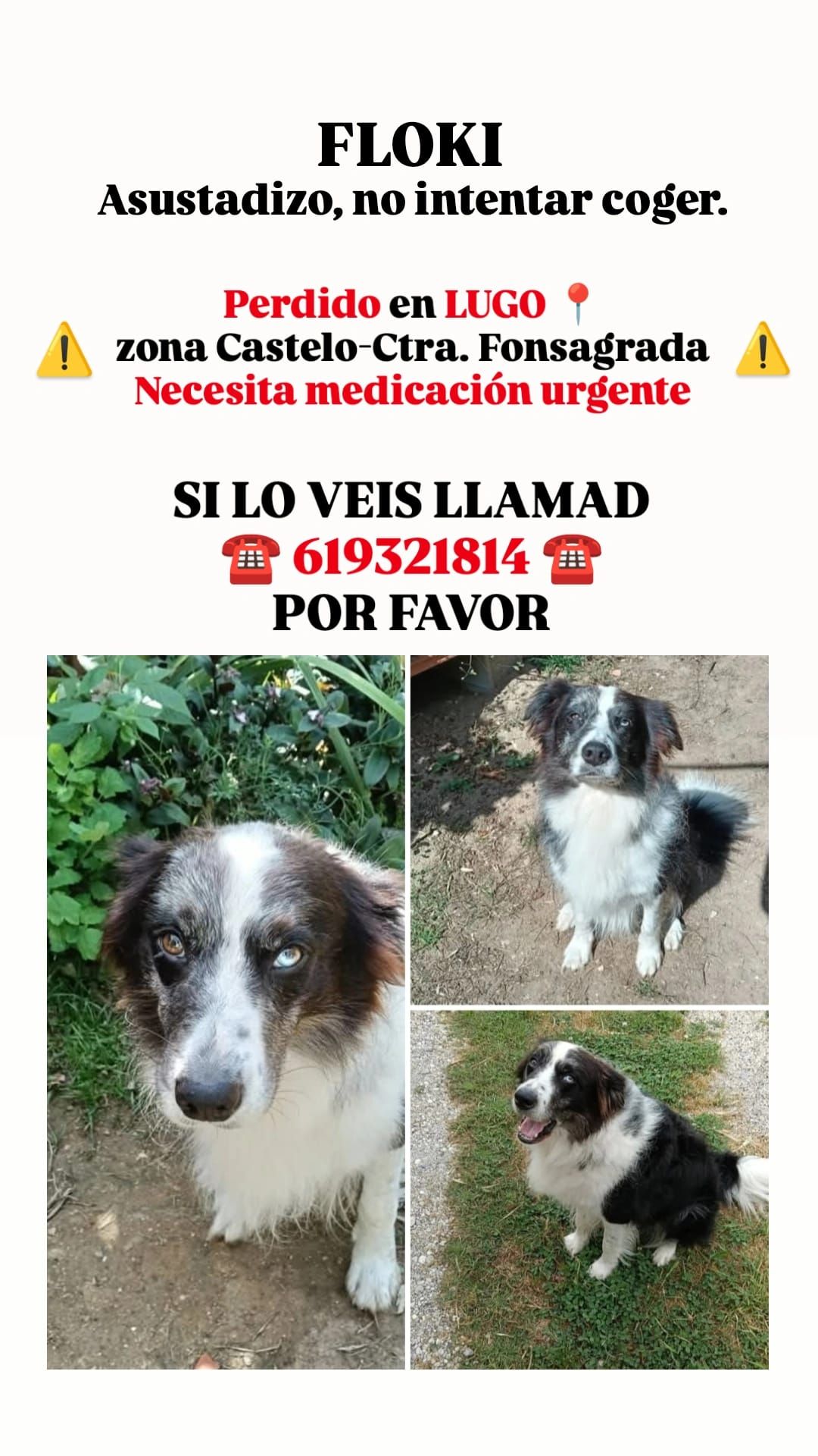 Cartel de Floki difundido por su familia para intentar localizar al perro, perdido en Lugo