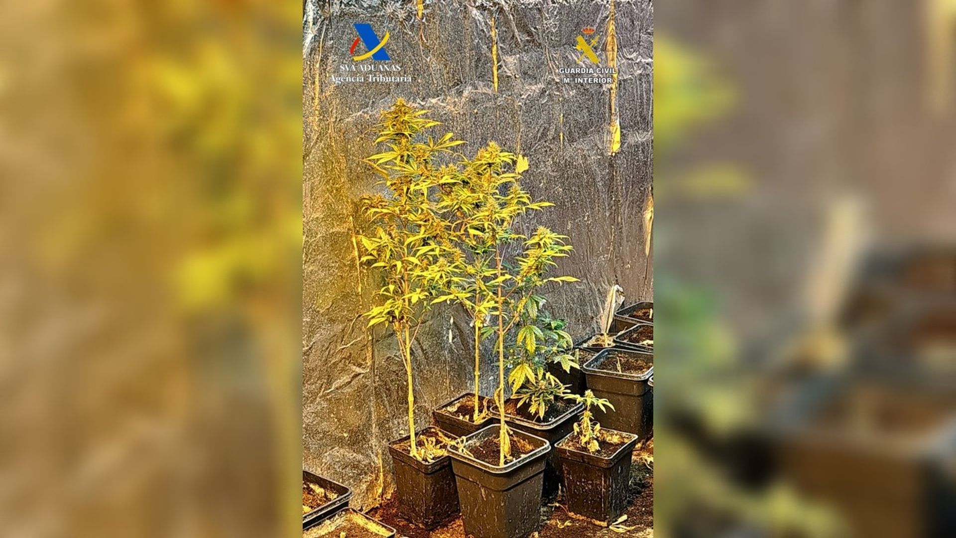 Desmantelado un centro de producción de marihuana en Granada