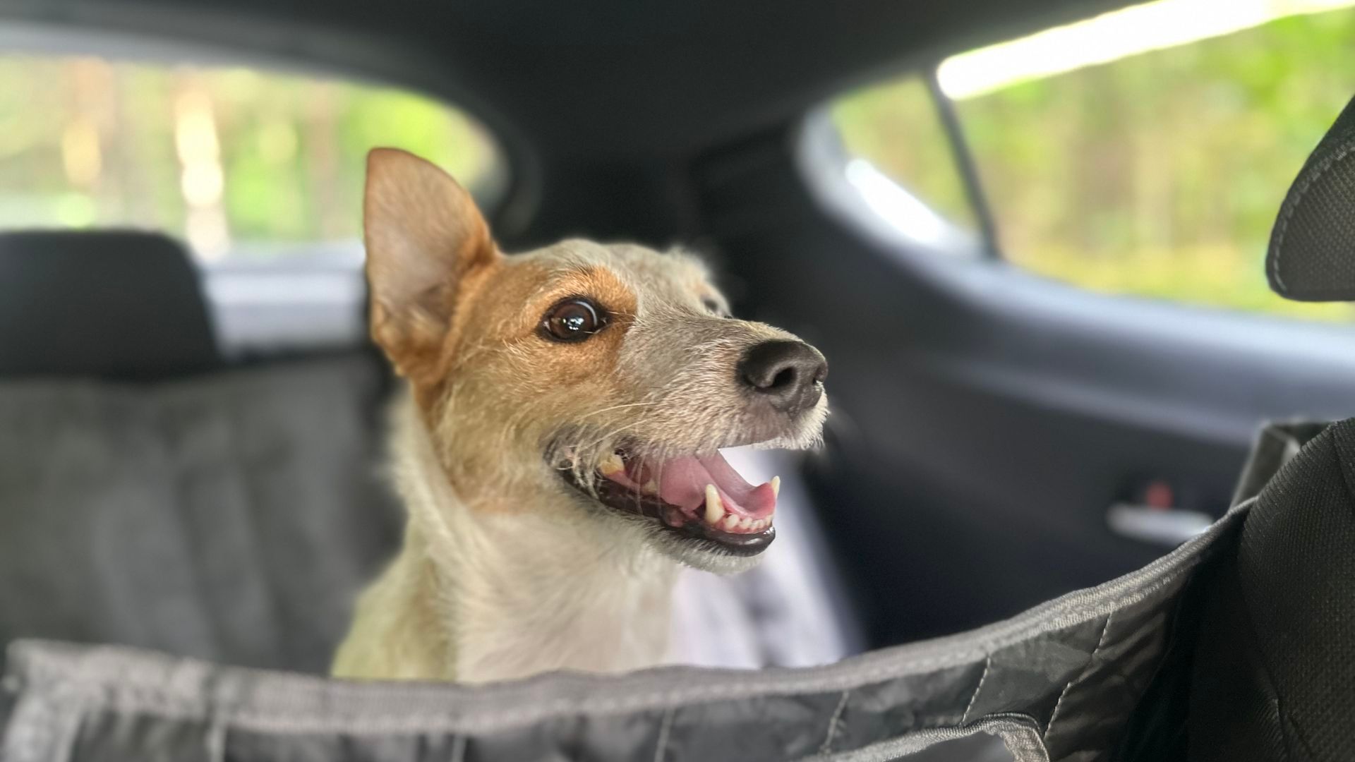 Perro viajando en coche sin sujección