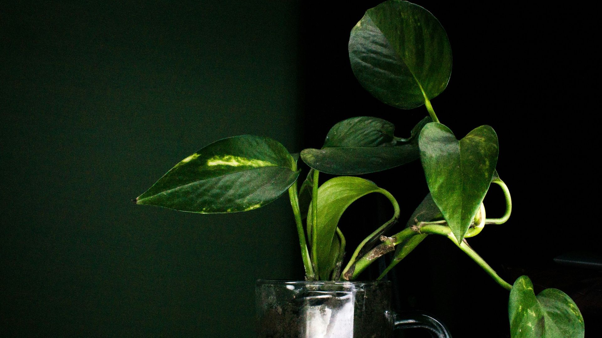 planta agua poto unsplash