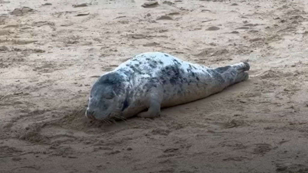 Aparece una cría de foca en la playa de La Concha y continúa en el arenal donostiarra a la espera de volver al mar