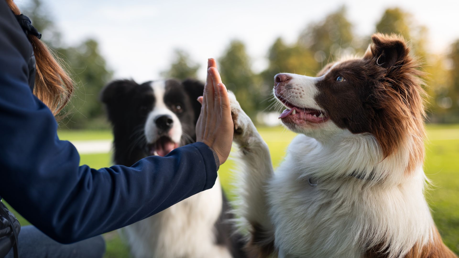 PERRO CHOCANDO LA MANO CON HUMANO Y OTRO PERRO MIRA - iumiuky