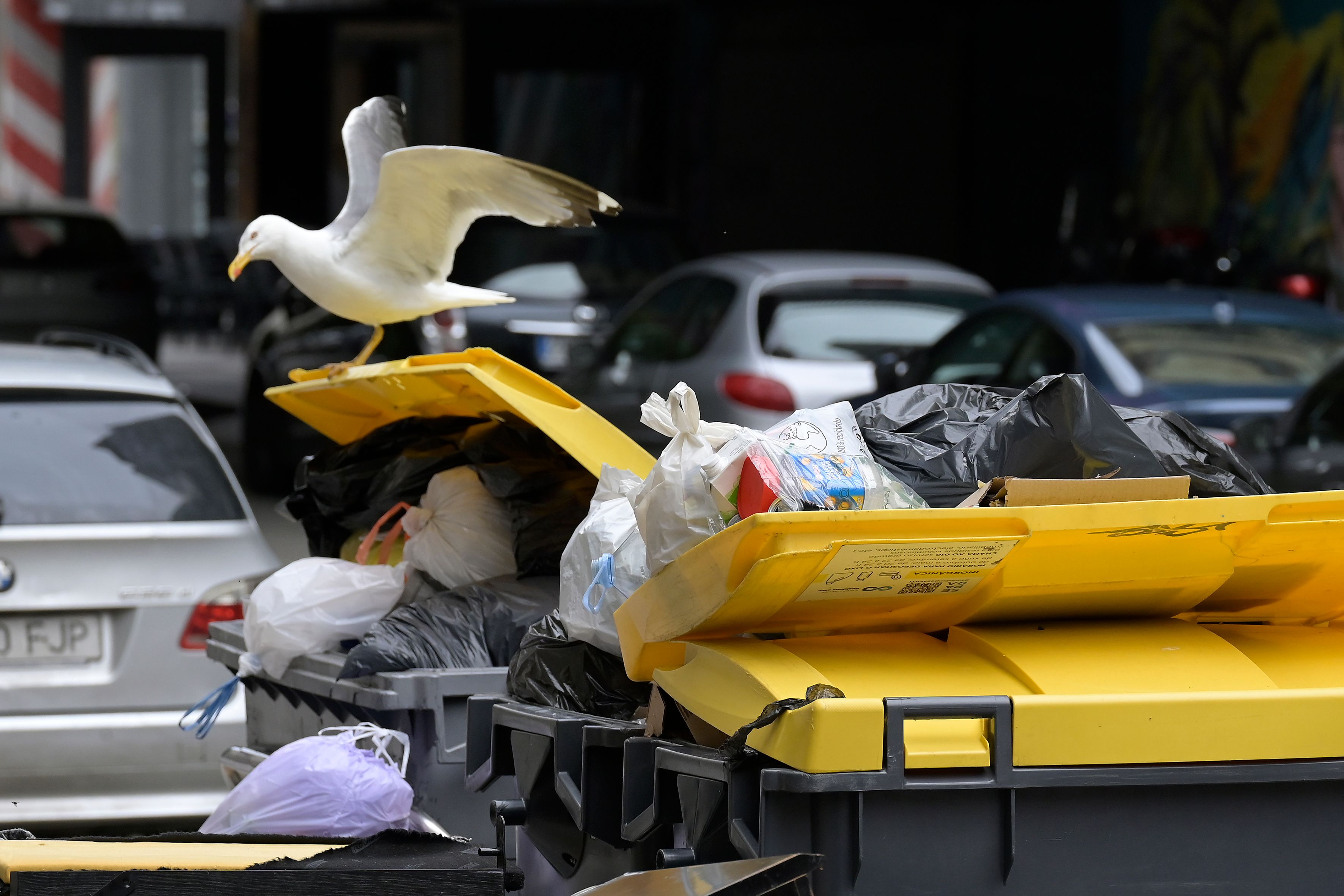 Una gaviota sobre un contenedor de basura