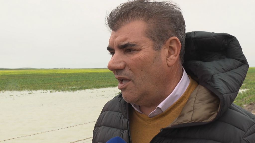 La borrasca deja 3.000 hectáreas de cultivo dañadas en Andalucía: "Se estiman pérdidas del 20% en la producción agraria"