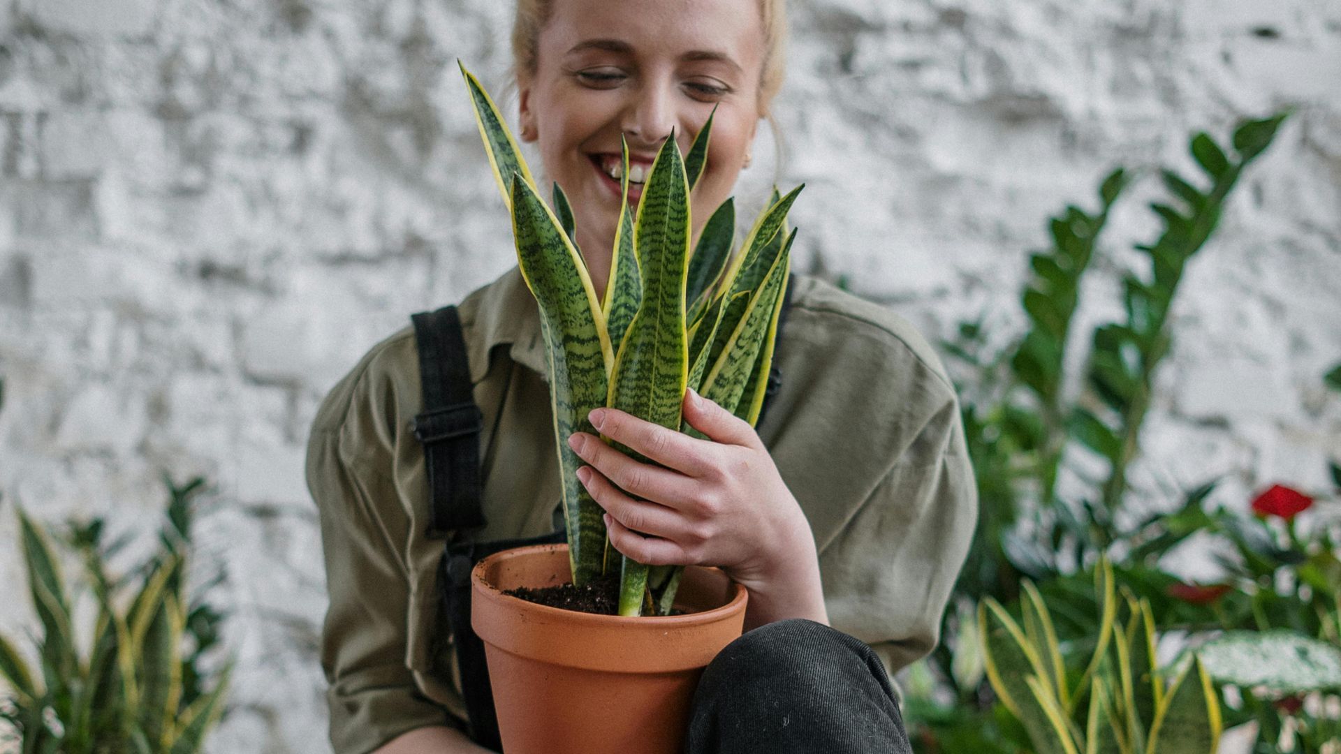Sansevieria o lengua de suegra Sansevieria o lengua de suegra