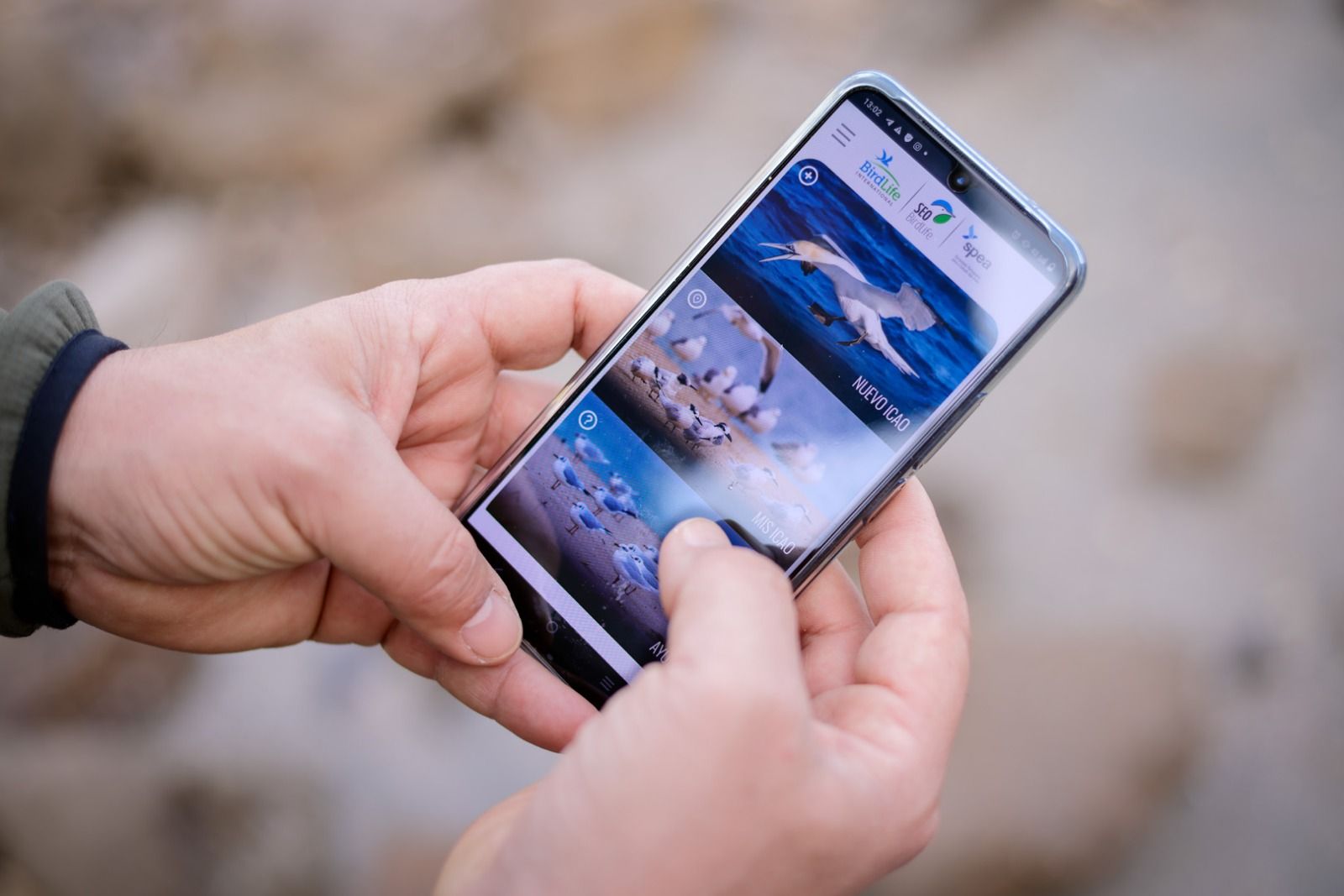 App ICAO para la geolocalización de aves fallecidas