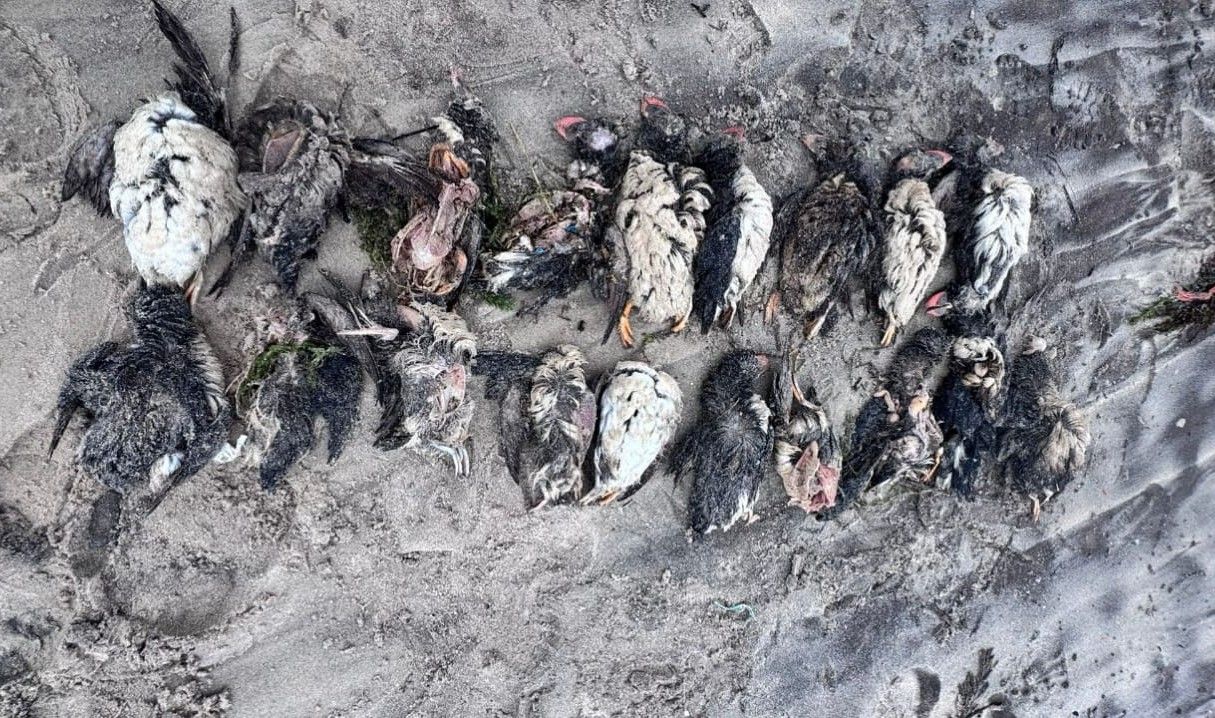 Aves marinas localizadas estos días en una playa gallega