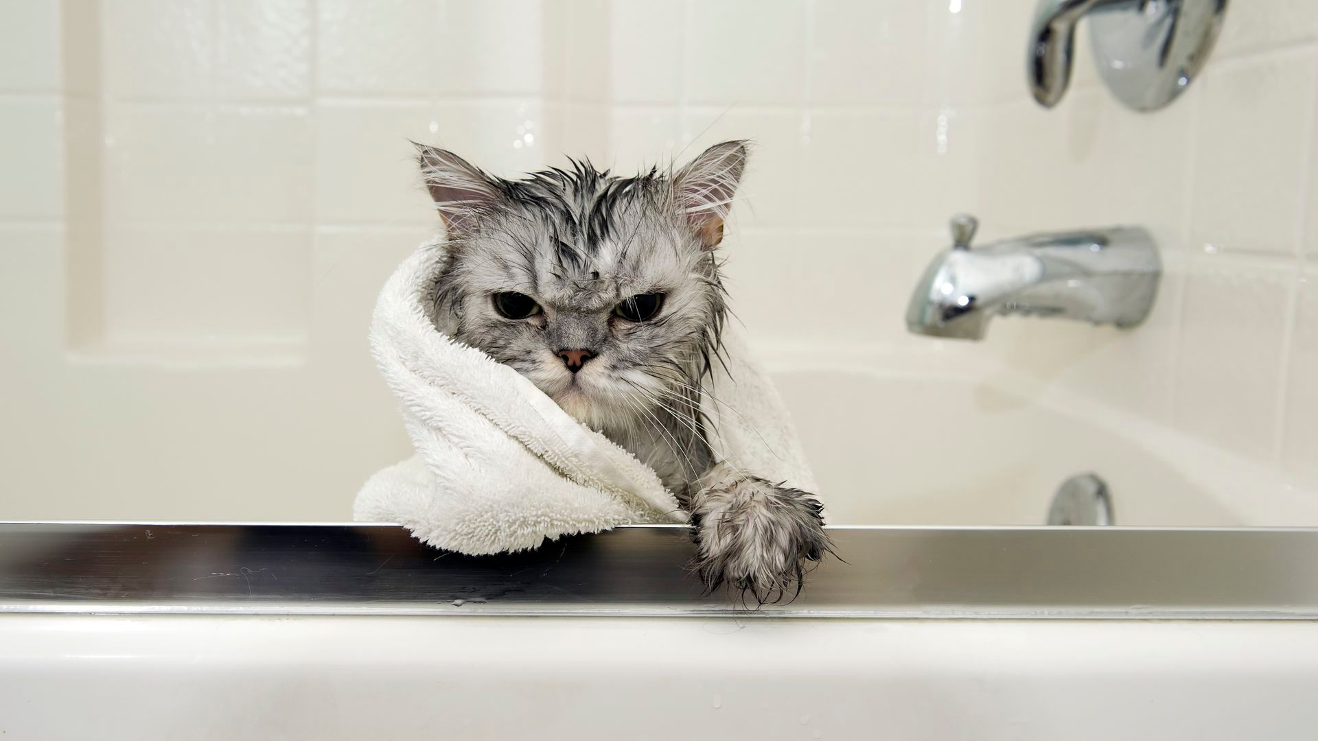 Gato en la bañera - cómo bañar a tu gato