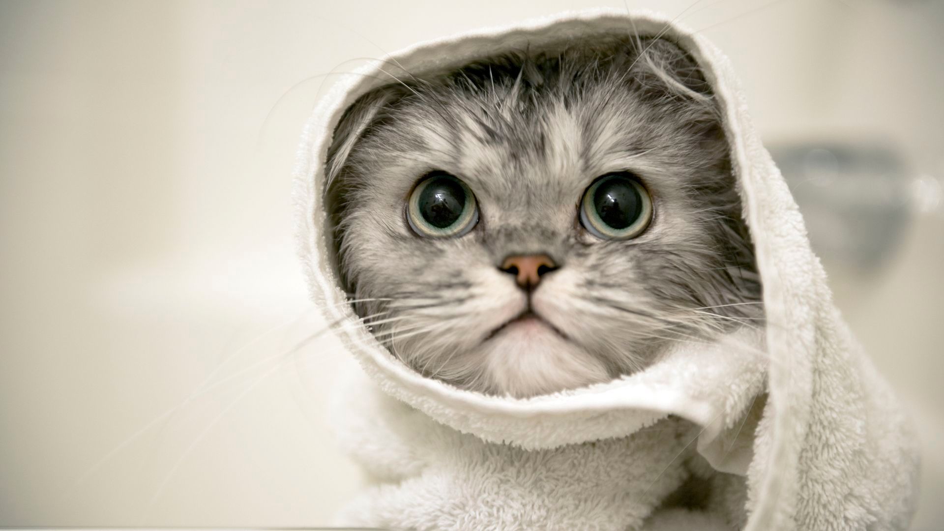 Gato secándose - IUMIUKY