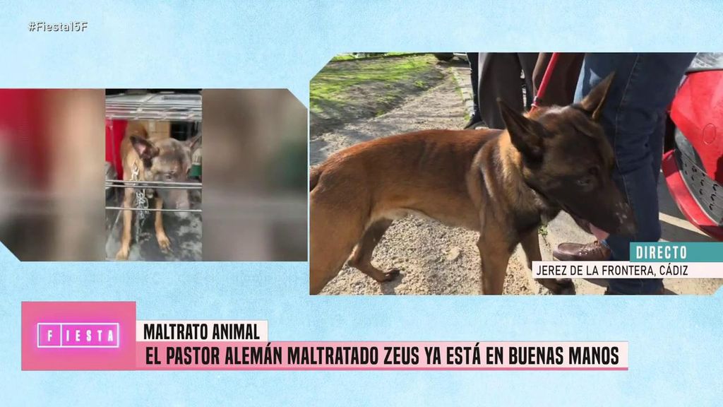 'Fiesta' rescata a Zeus, el perro maltratado de las inundaciones de Jerez: "Estará con una buena familia"