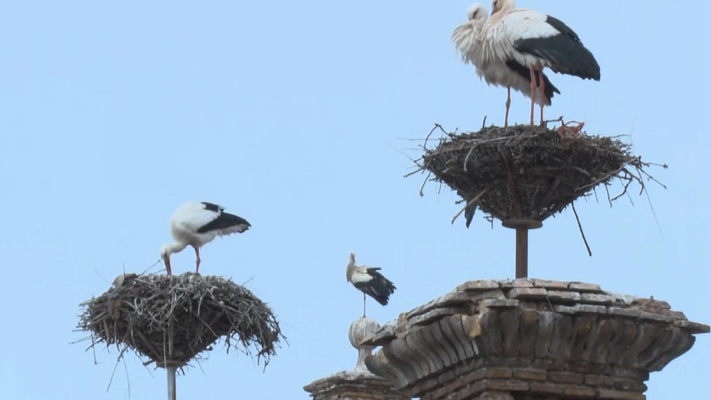 En esta pequeña localidad de Alfaro, en La Rioja se encuentra la mayor colonia de cigüeñas de Europa