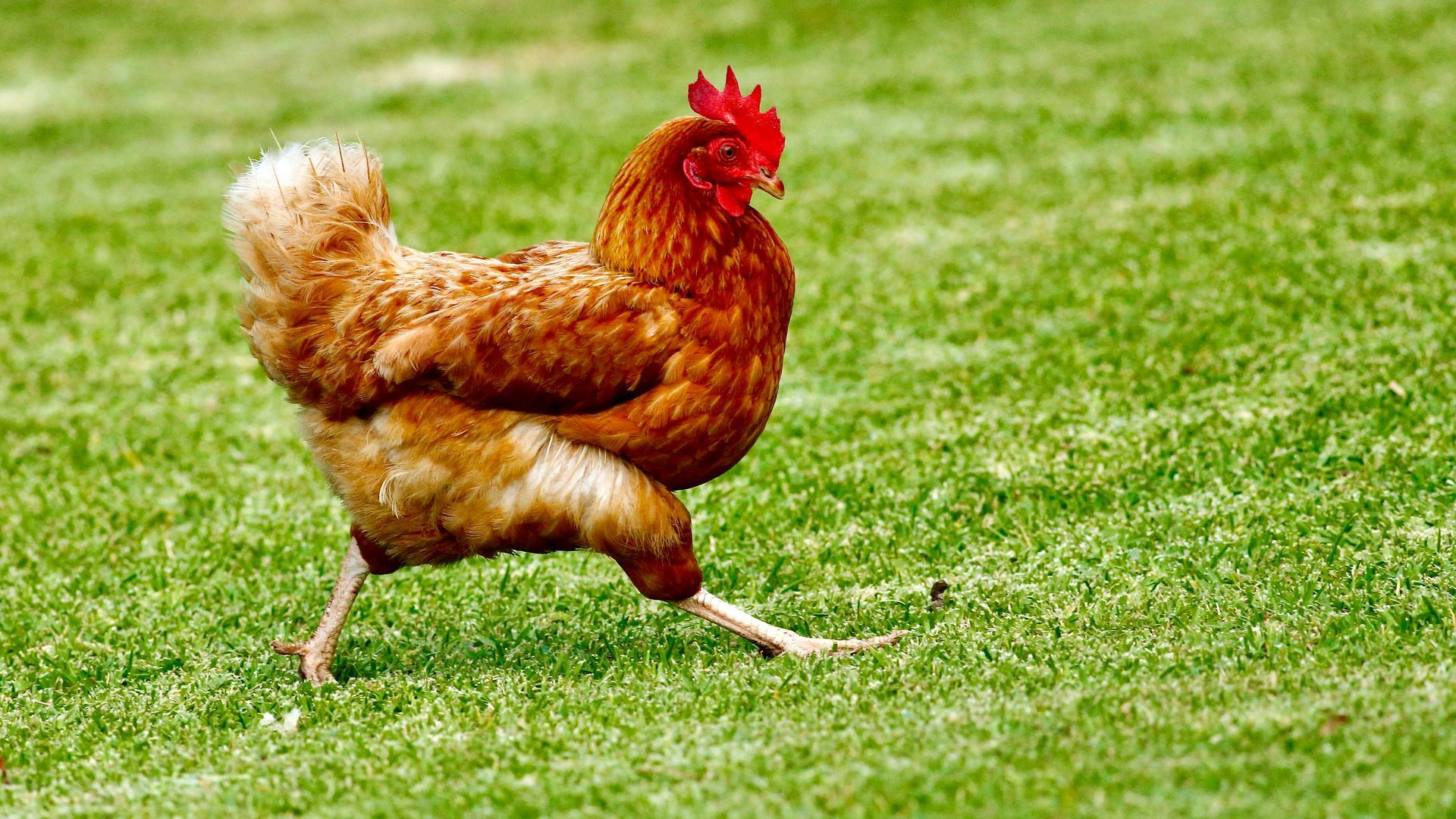 gallina unsplash