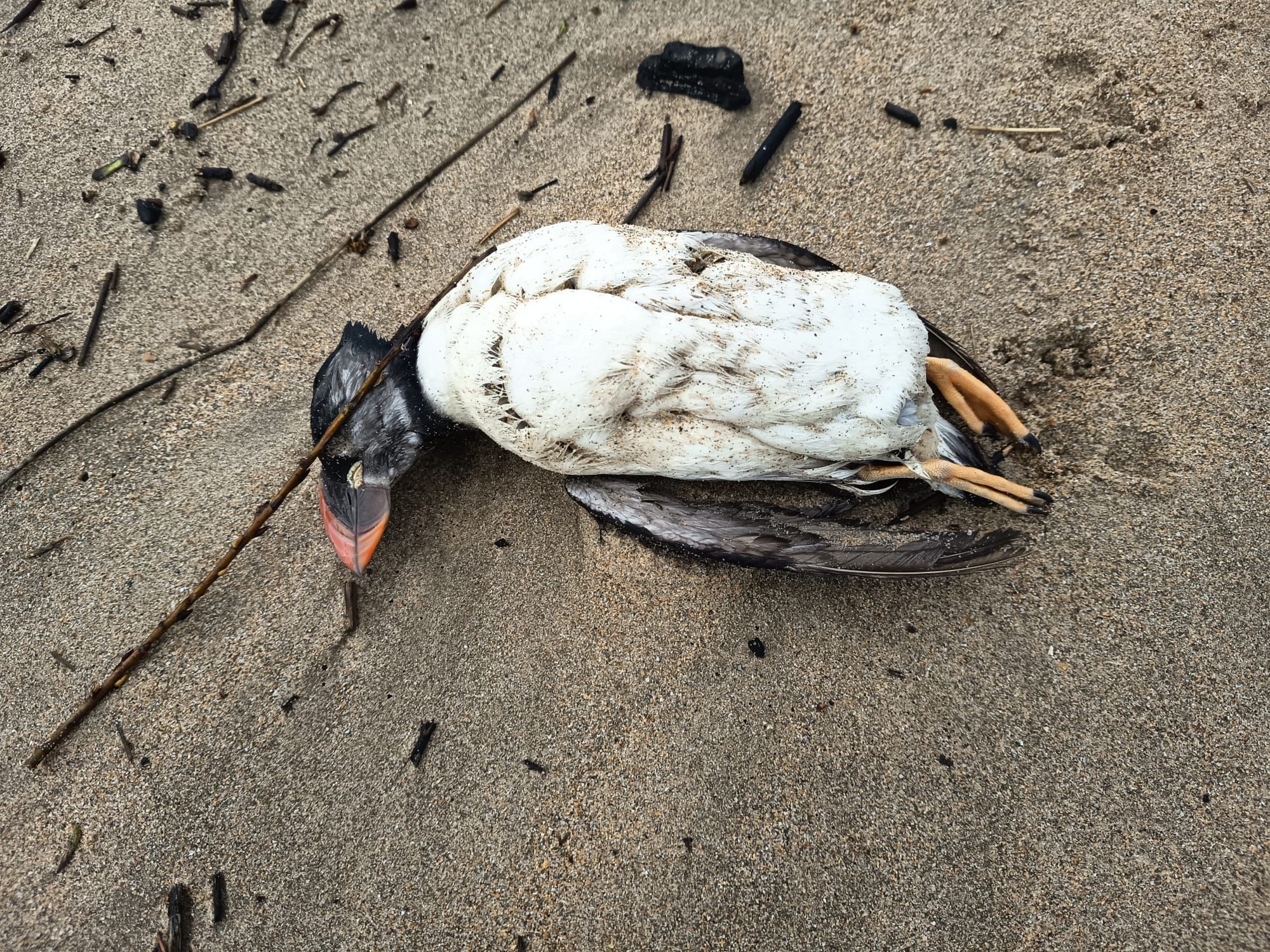 Un ejemplar de frailecillo atlántico muerto en una playa de Euskadi