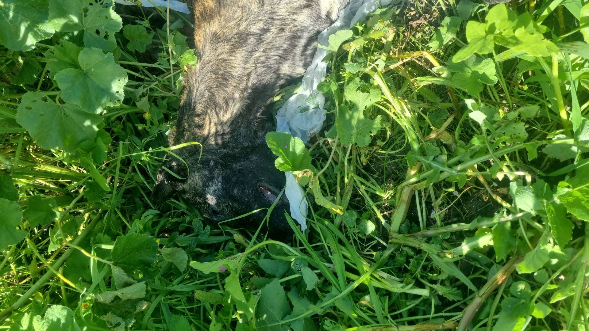 Uno de los galgos hallado asesinado a golpes