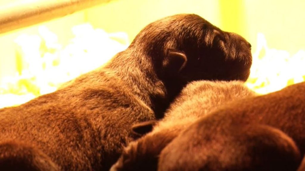 ¿Cómo se adiestran a los perros policías?: los agentes que se enfrentan a grandes desafíos como la búsqueda de cadáveres o explosivos