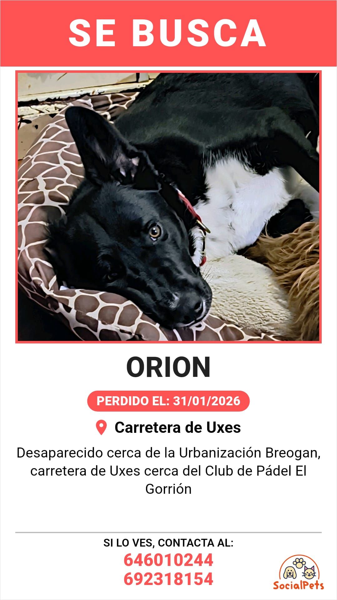 Cartel de búsqueda de Orión, el otro perro de la familia