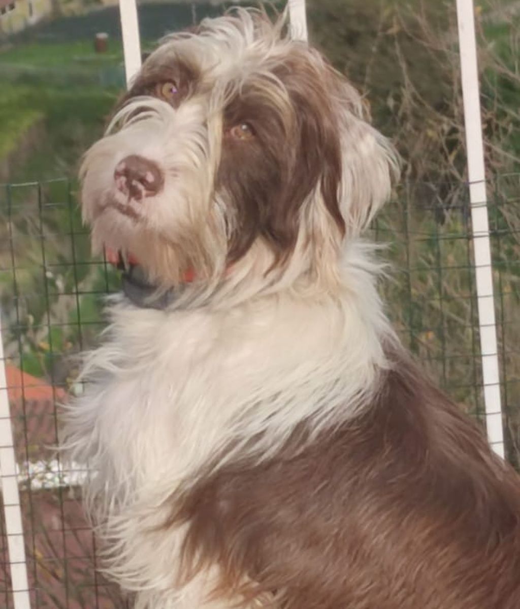 Coco, de raza grifón, fue cruelmente asesinado, según el informe veterinario