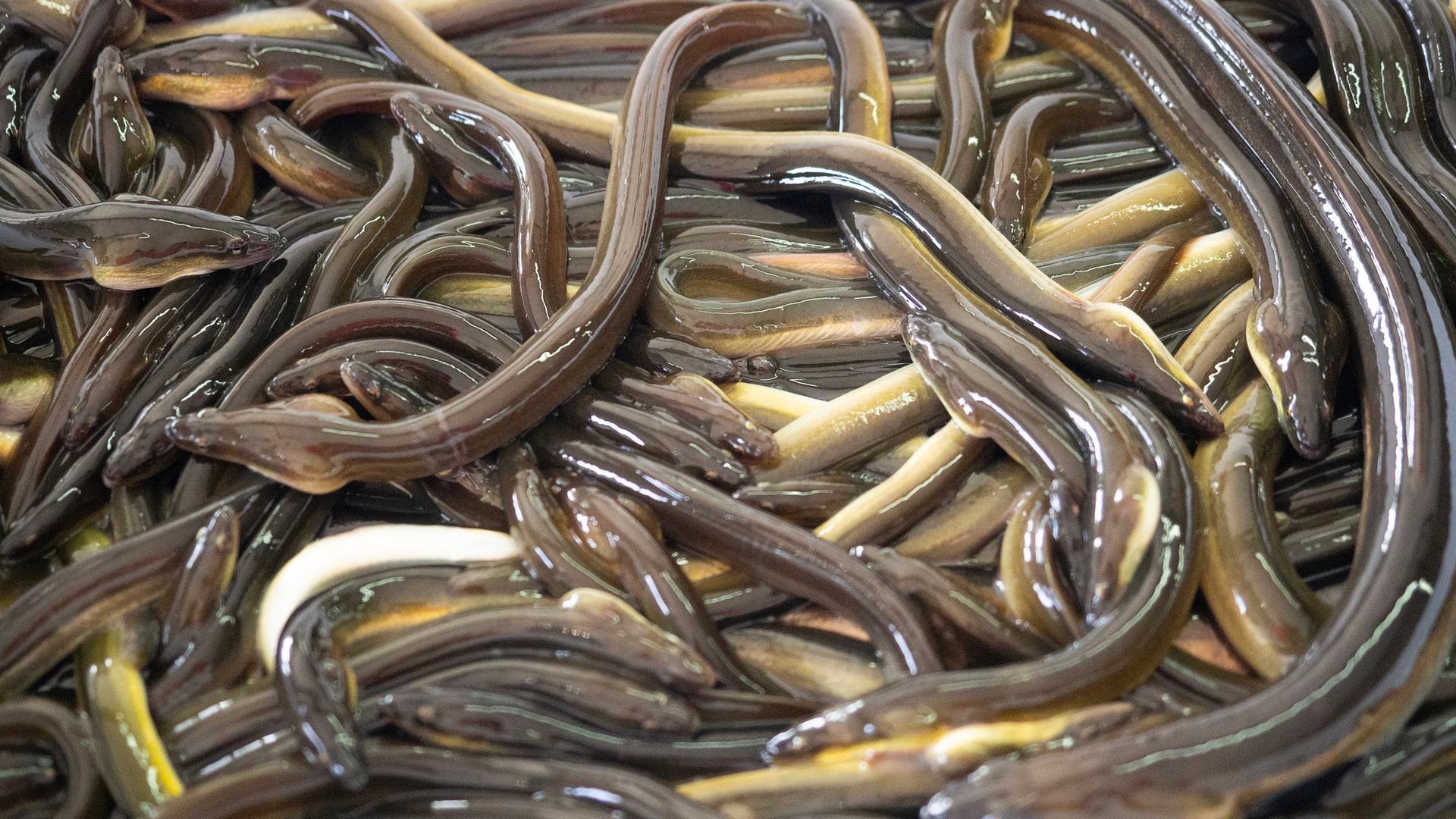 La angula europea, en peligro de extinción