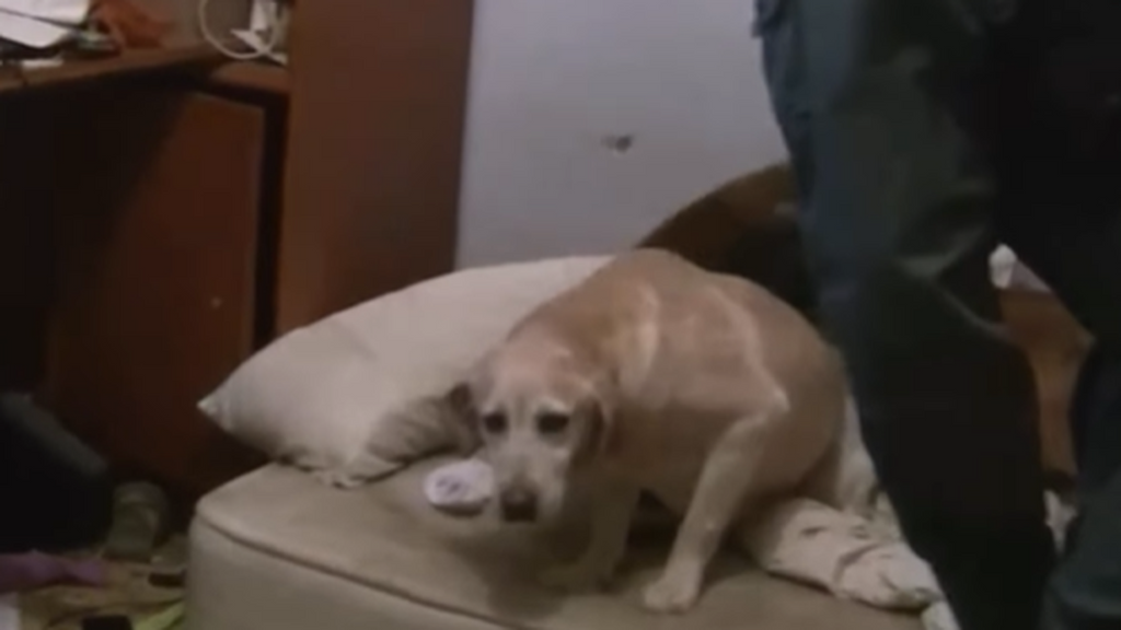 La Guardia Civil extradita desde Venezuela a un criador de perros investigado por maltrato animal y alzamiento de bienes