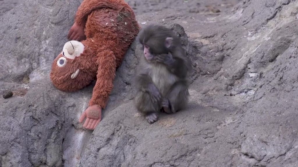 Punch, el mono bebé abandonado por su madre que ha conmovido a las redes abrazado a su peluche