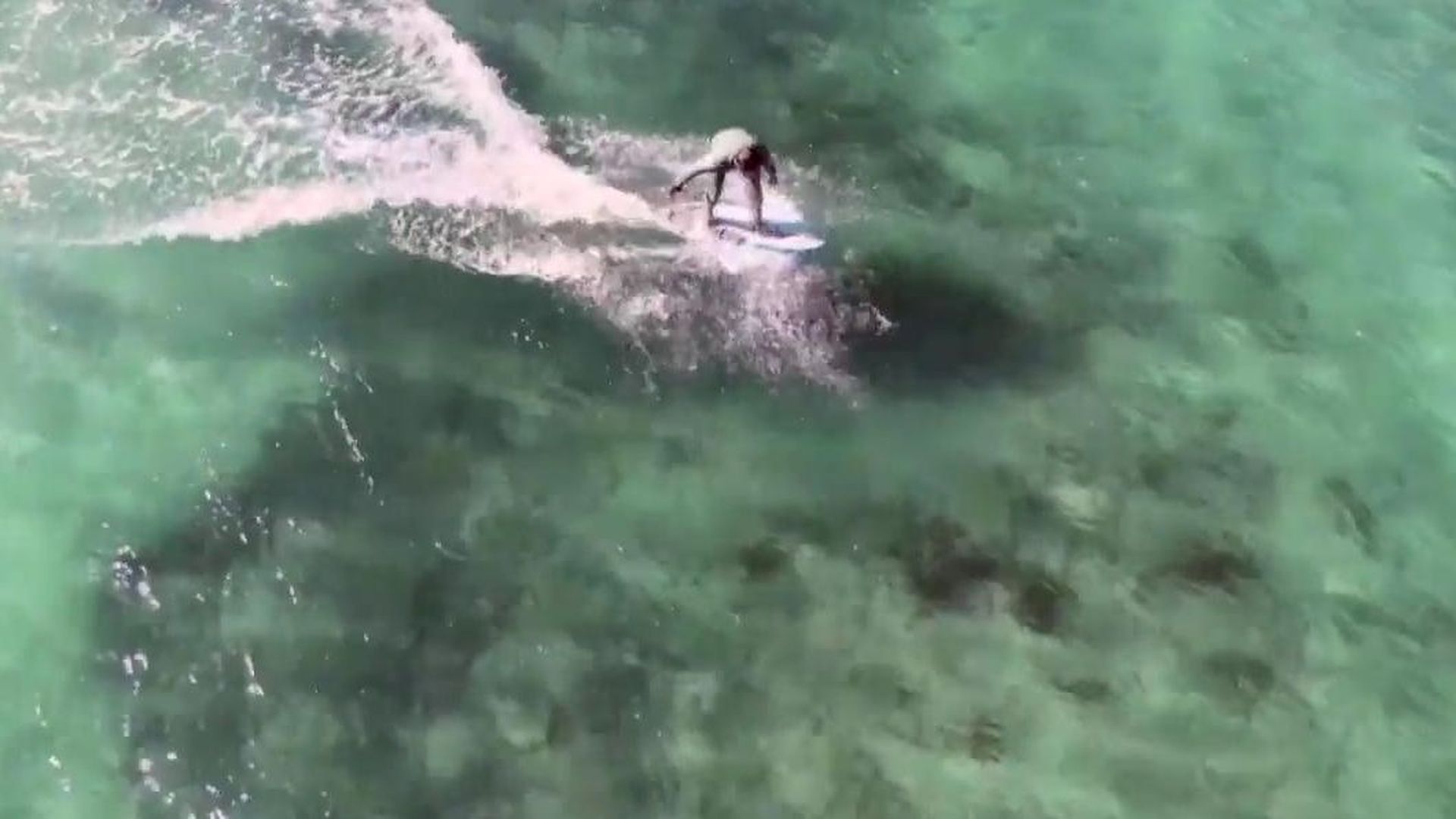 ¿Qué esta pasando en Australia con los ataques de tiburones?