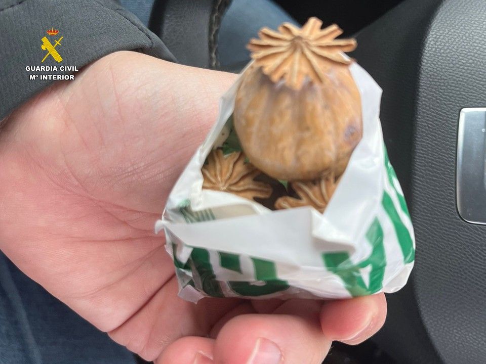 Cápsulas secas de planta adormidera o amapola real que enviaban