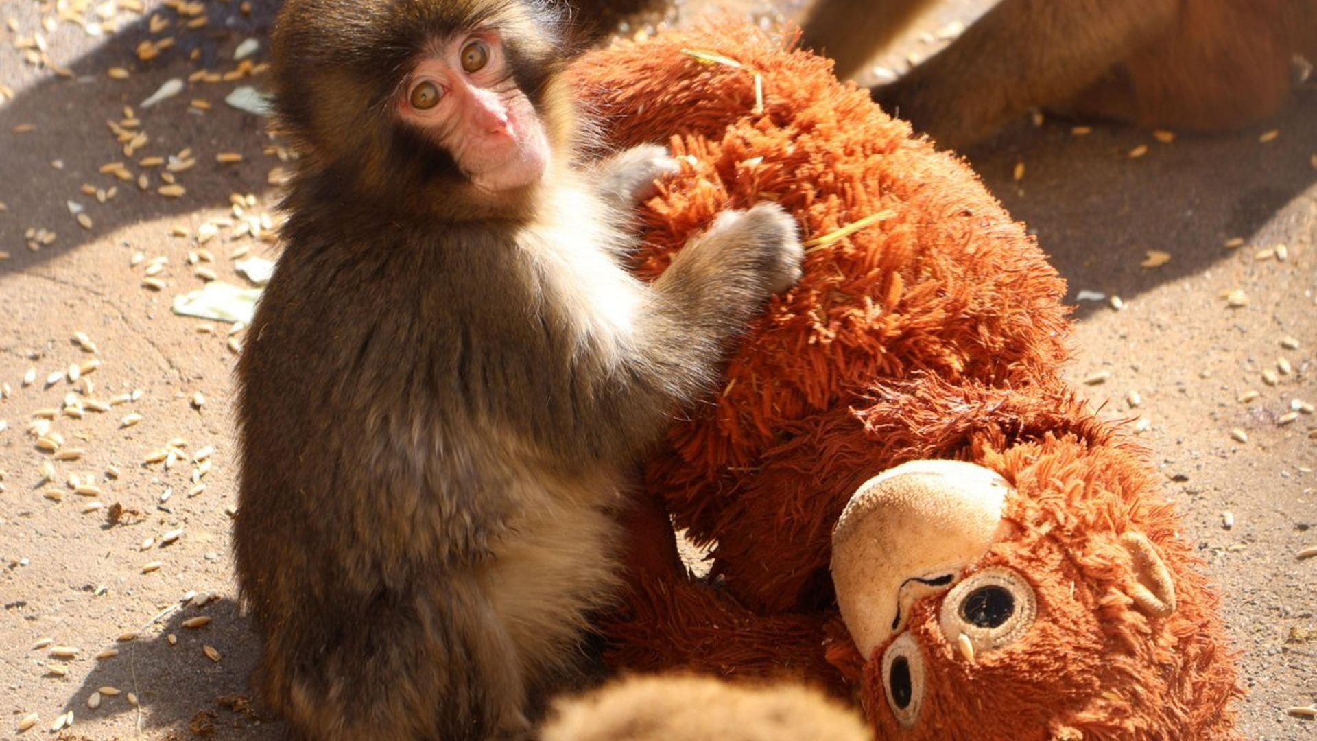 Un final feliz para Punch: las emotivas imágenes del pequeño mono al recibir el primer abrazo de otro macaco Un final feliz para Punch: las emotivas imágenes del pequeño mono al recibir el primer abrazo de otro macaco