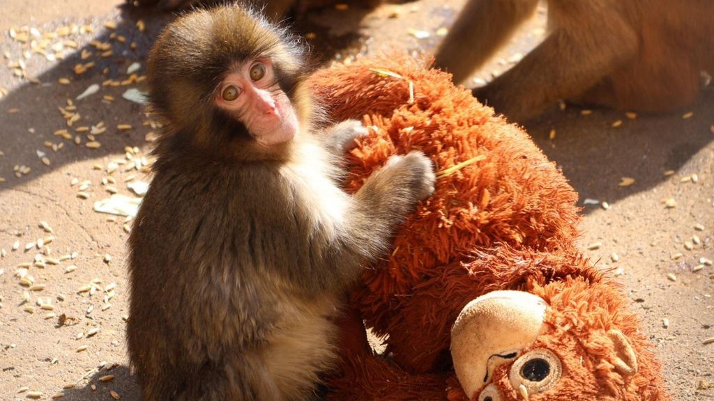 Un final feliz para Punch: las emotivas imágenes del pequeño mono al recibir el primer abrazo de otro macaco