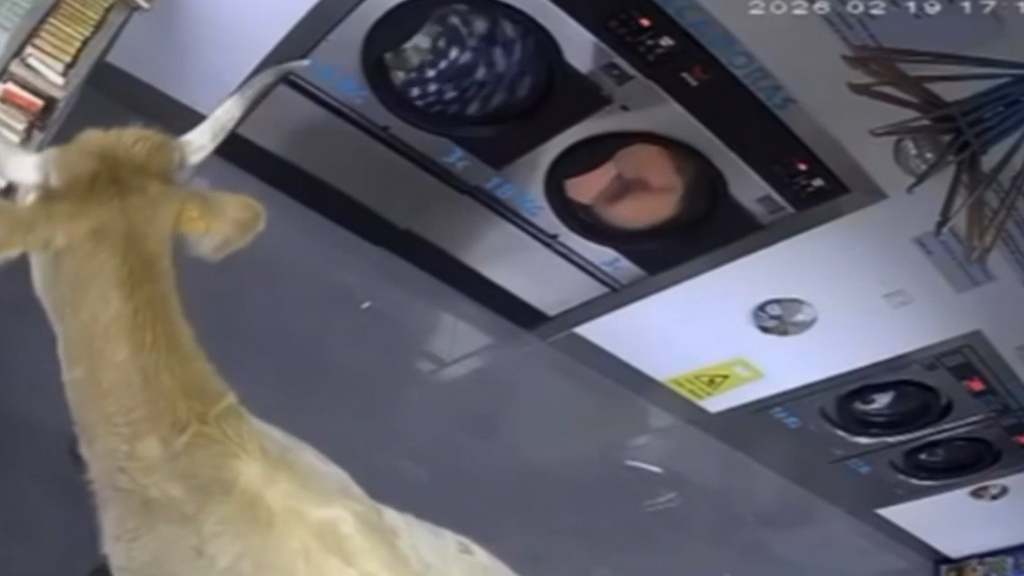 Una vaca sorprende a los dueños de una lavandería en Cantabria: entra en el establecimiento, se pasea y se marcha sin ayuda