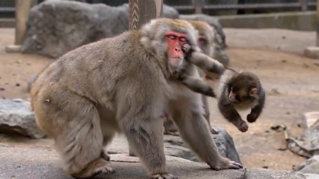 Punch, el pequeño mono abandonado por su madre, consigue su propia venganza en redes sociales gracias a la inteligencia artificial