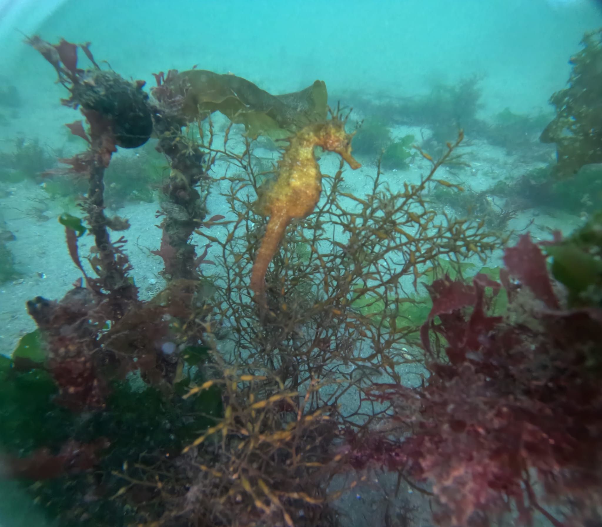 En la ría de Vigo se han visto hasta 15 ejemplares de caballitos de mar en los últimos años