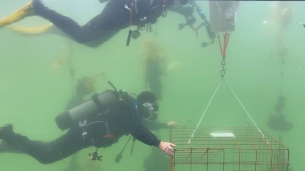 Instaladas las estructuras en el puerto de Vigo que permitirán la colonización de unas 170 especies, entre ellas los caballitos de mar