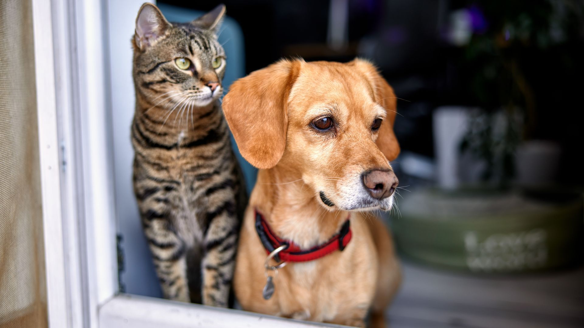 Perro y gato