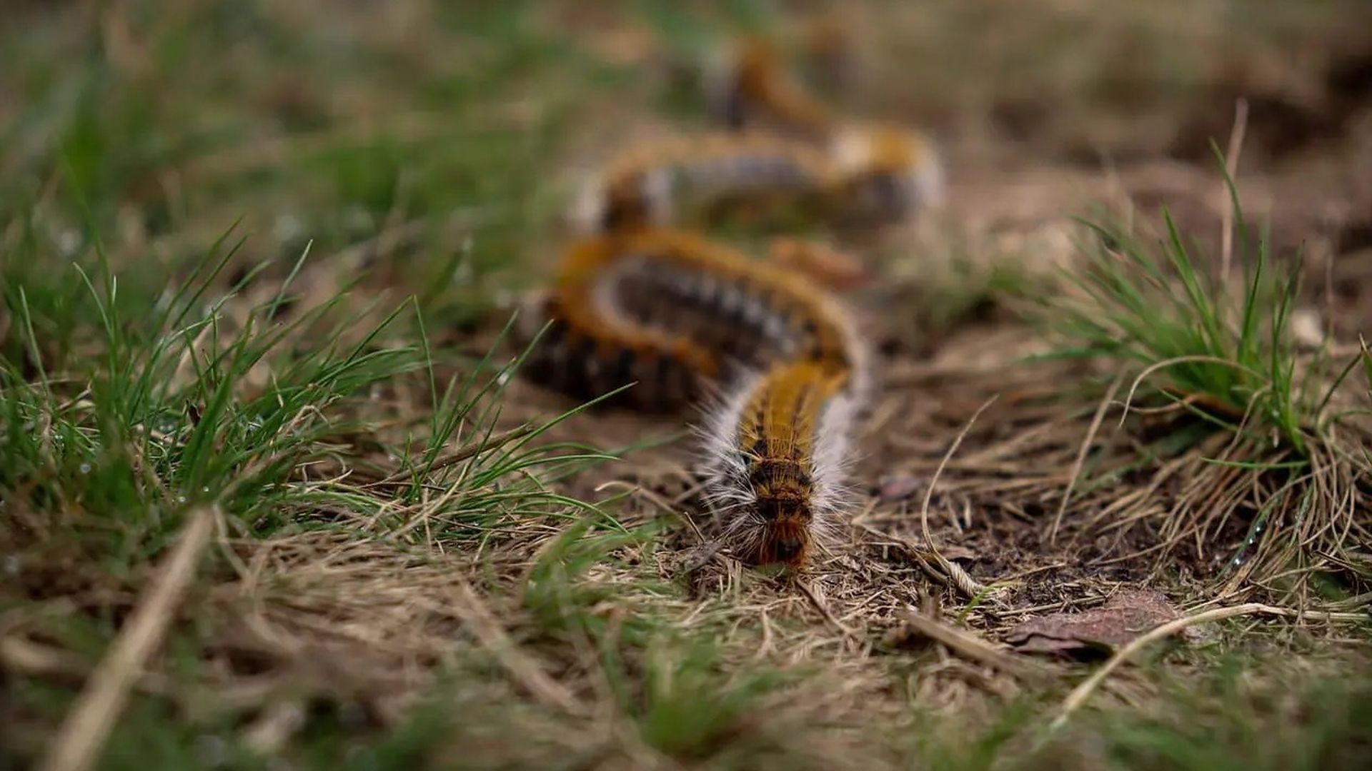 Alerta por la presencia temprana de las orugas procesionarias: por qué han iniciado su traslado antes de tiempo Alerta por la presencia temprana de las orugas procesionarias: por qué han iniciado su traslado antes de tiempo