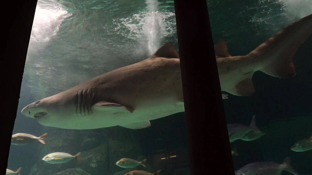 Gastón, el tiburón toro que cumple 20 años en el Aquarium Finisterrae de A Coruña