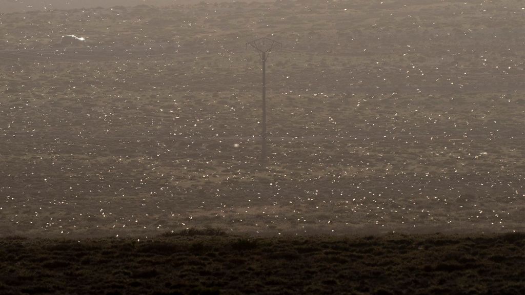 El enjambre de langostas que llegó a Lanzarote se ha dispersado y no se esperan daños