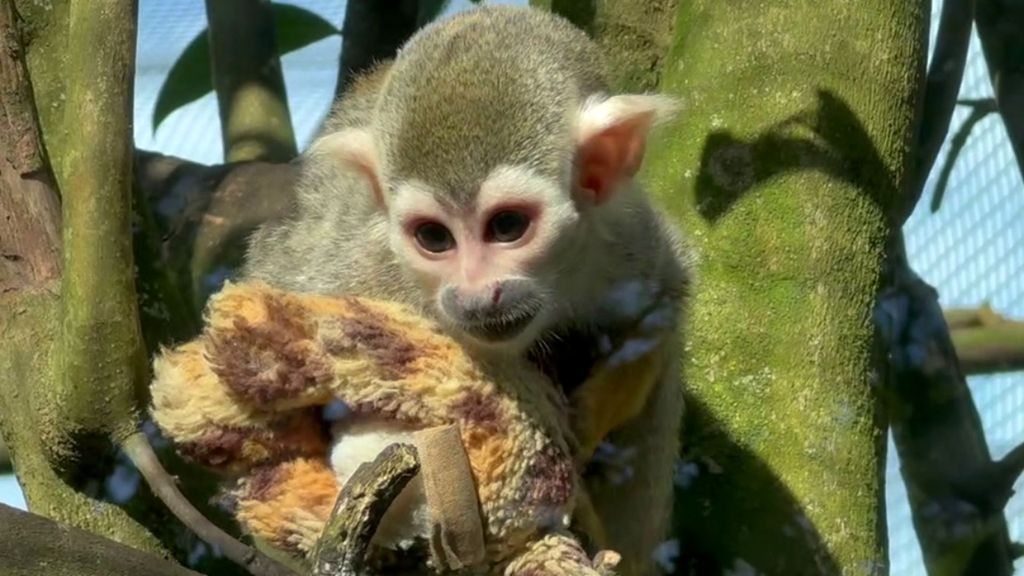 Así es el monito Richter, el Punch español que también fue rechazado por su madre