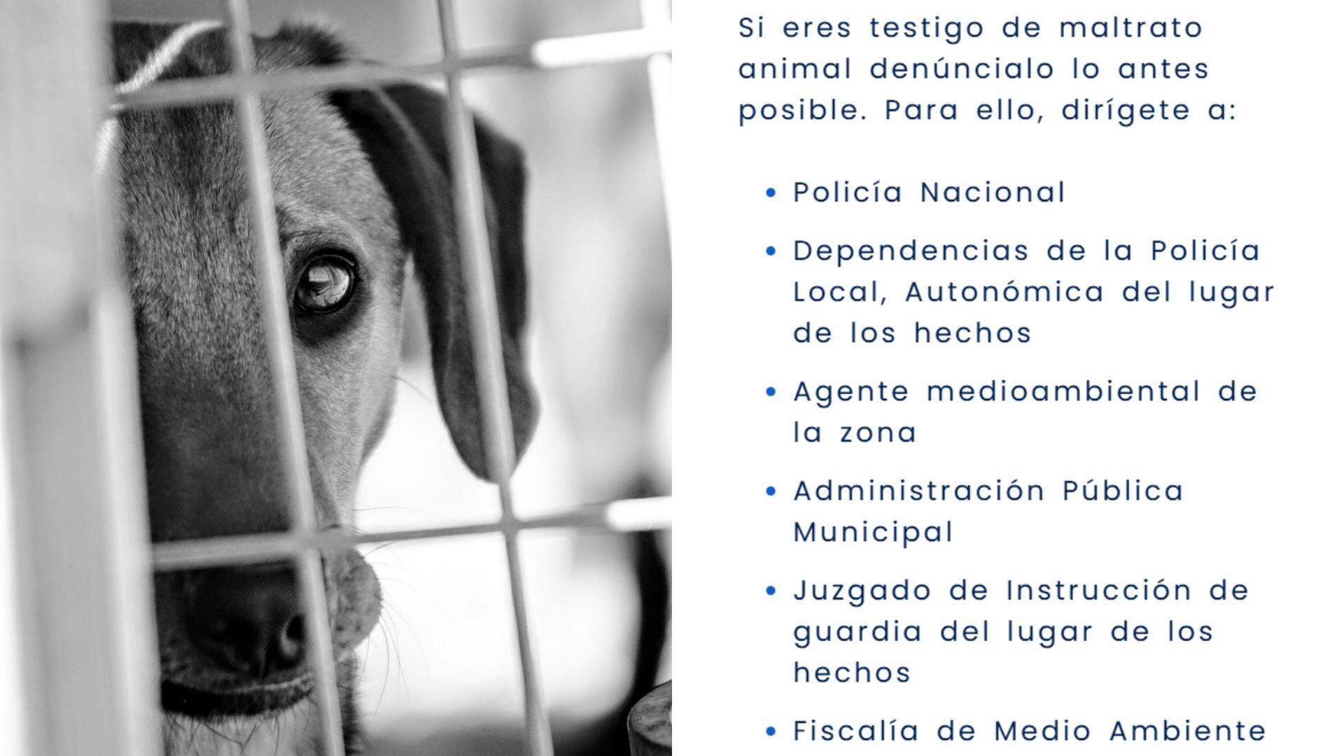 Dónde acudir si eres testigo de una situación de maltrato animal