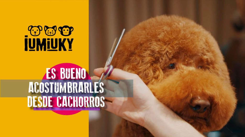 P308 - Perros de asistencia, juegos de olfato y consejos de peluquería Iumiuky Temporada 3 Programa 308