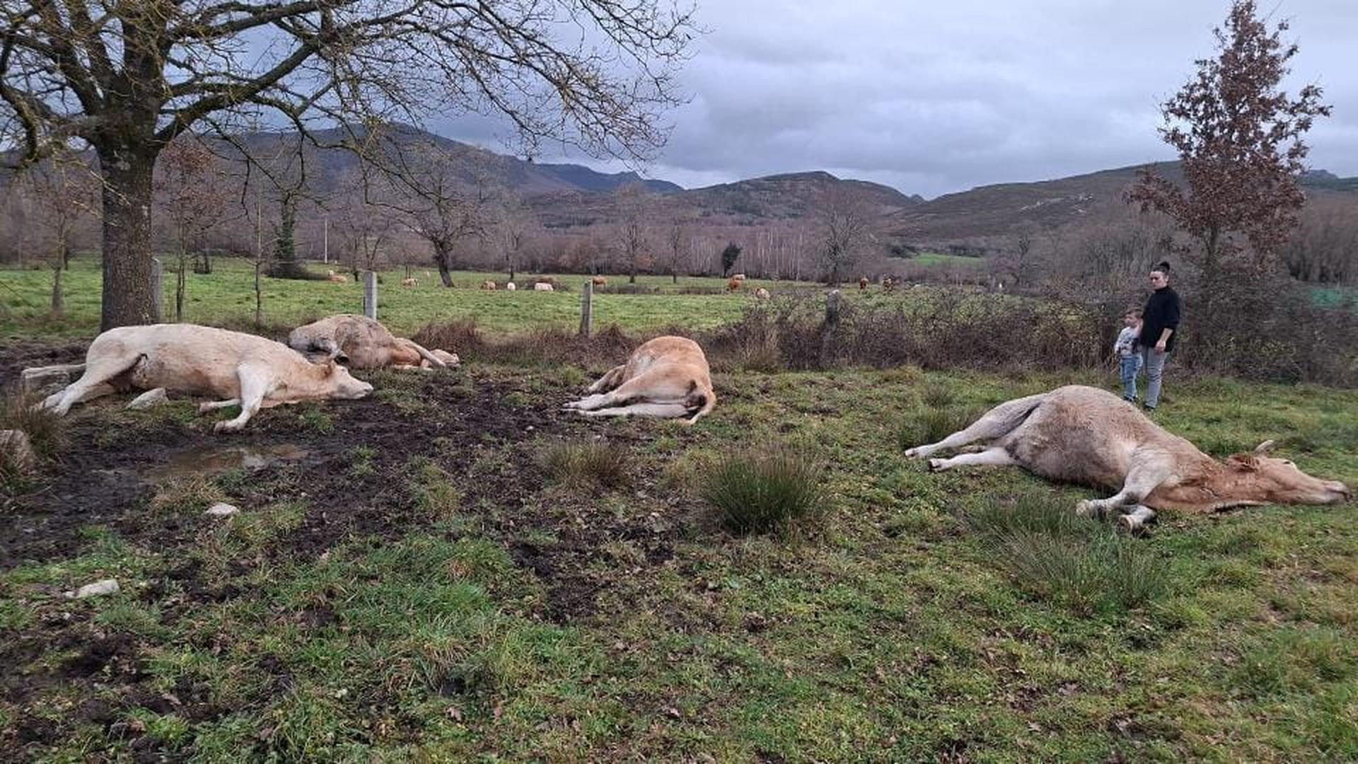 Un rayo fulmina a cuatro vacas que se protegían de la tormenta bajo un árbol Un rayo fulmina a cuatro vacas que se protegían de la tormenta bajo un árbol